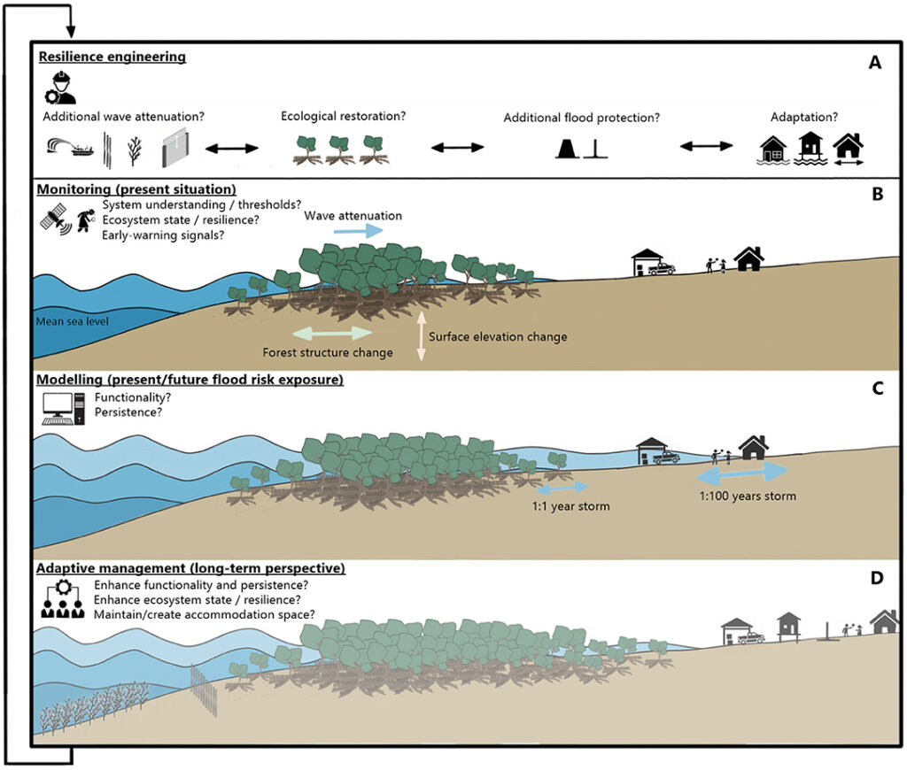 The functionality of mangroves in protecting coastal areas from sea level rise.