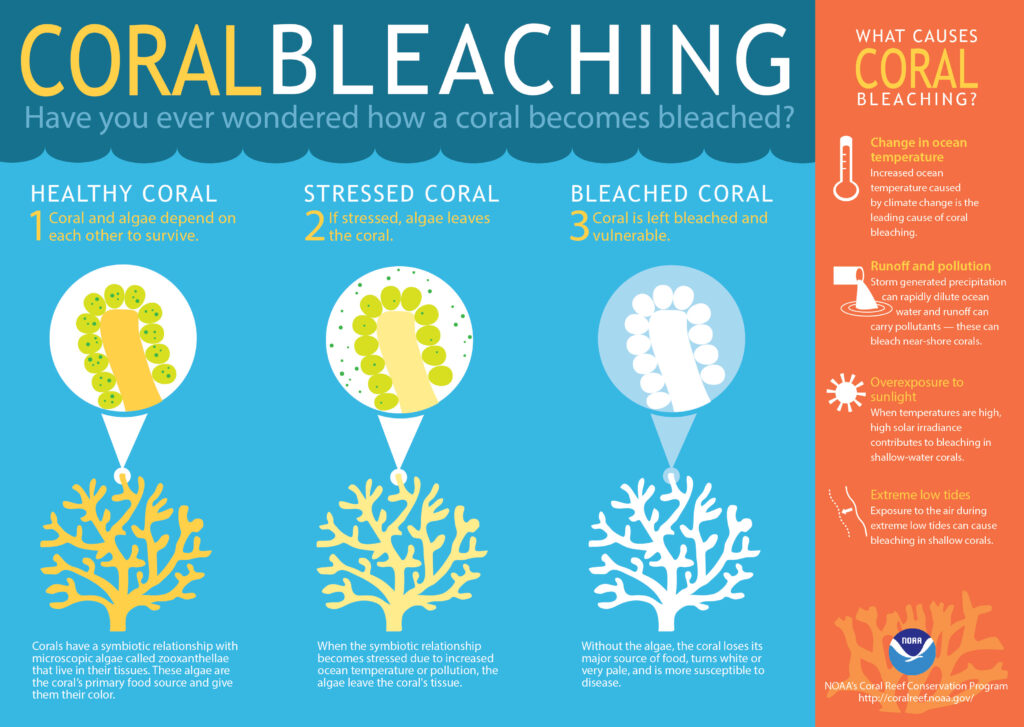 coral bleaching.