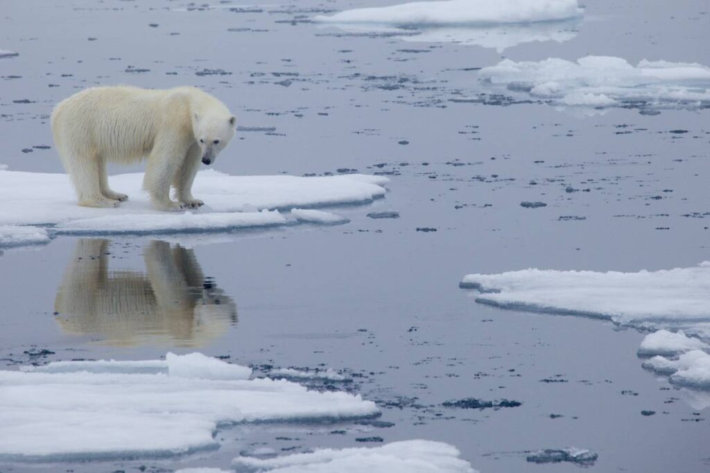 How Does Climate Change Affect Animals?