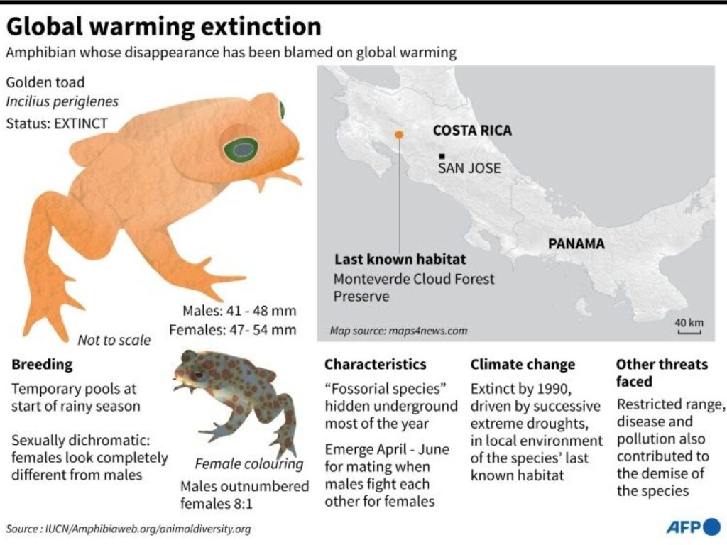 Golden toad extinction.