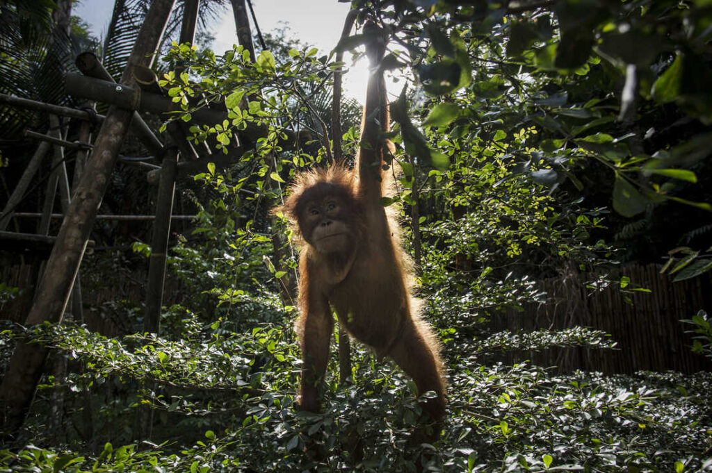 What Factors Affect Biodiversity and How Does It Impact Our Future?