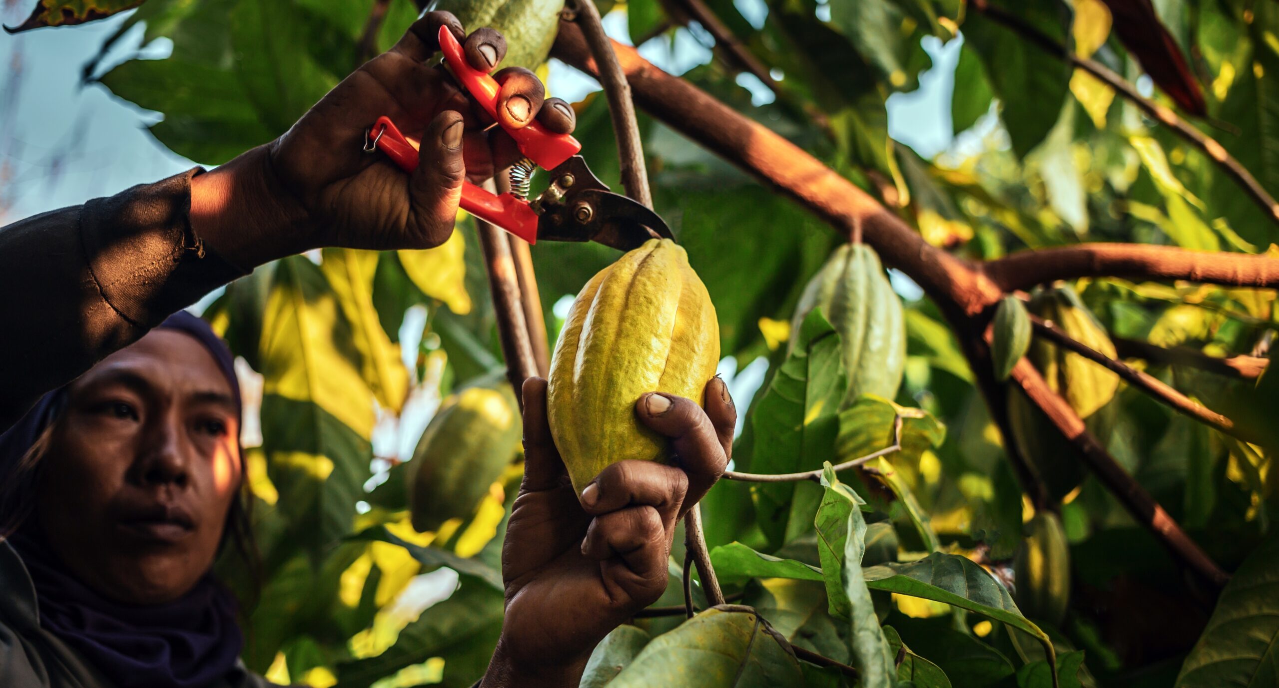 The Cocoa Crisis: Why Are Chocolate Prices Going Up?