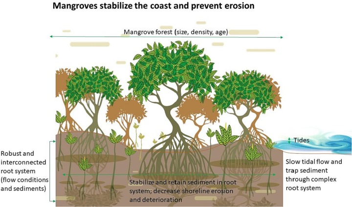 Mangroves act as natural protection against erosion.