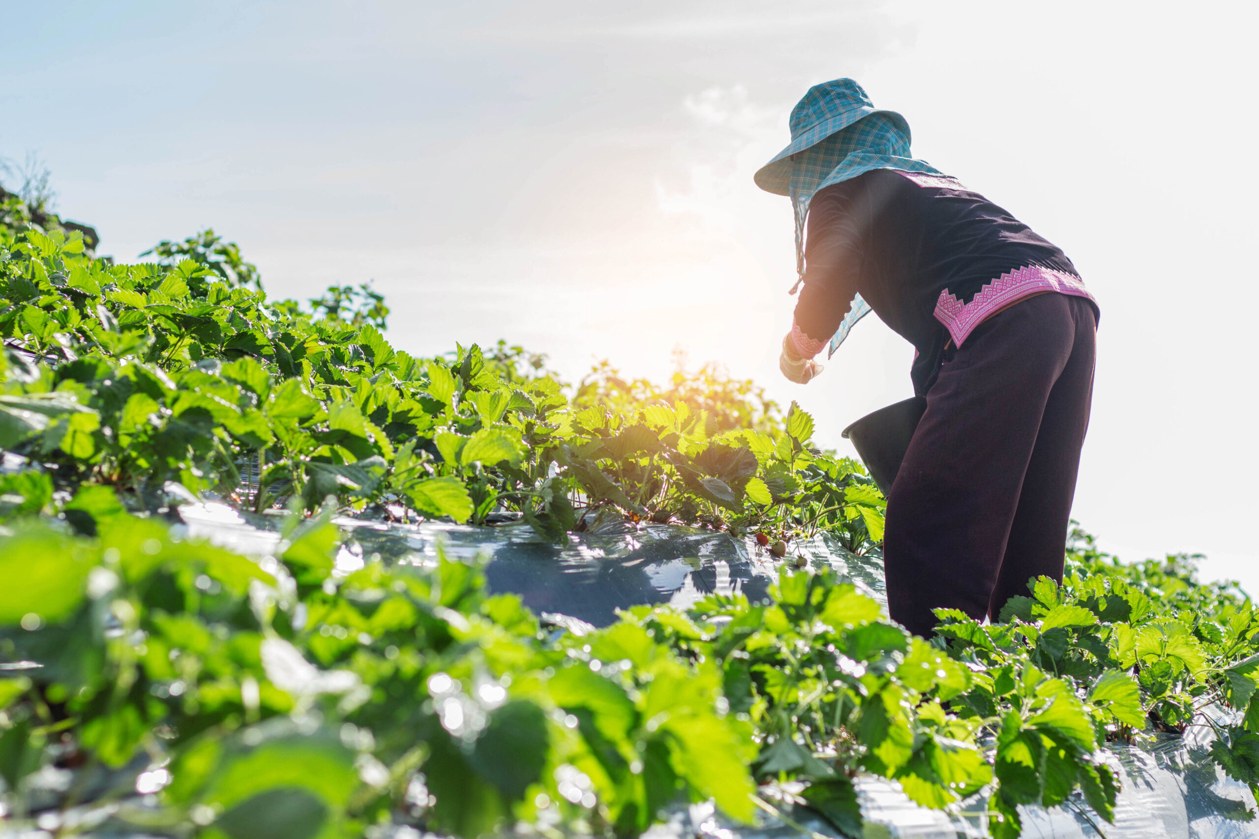 Empowering Women in Agriculture for a Climate-resilient, Food-secure Future